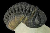 Detailed Morocops Trilobite - Foum Zguid, Morocco #165889-5